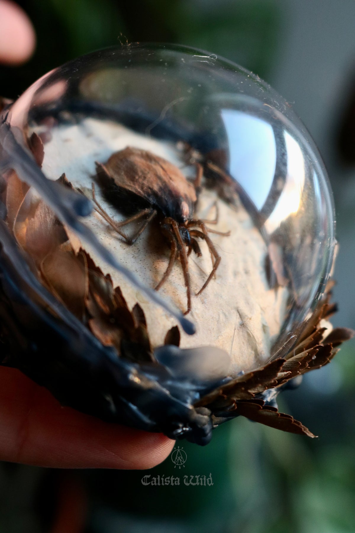 Insect Taxidermy