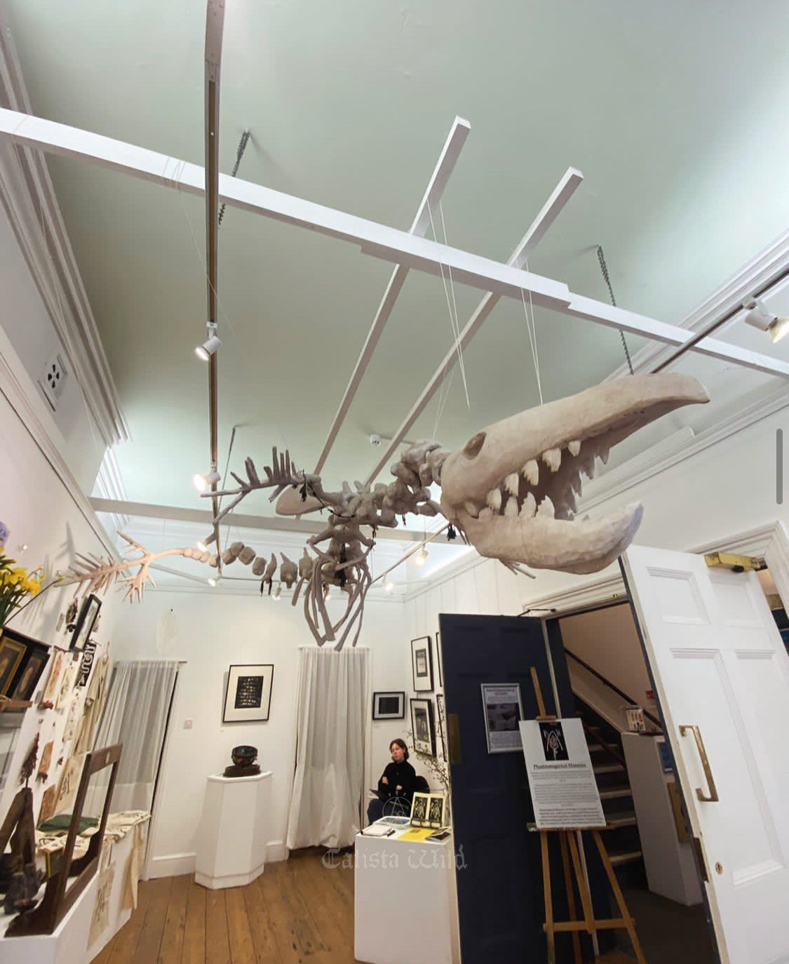 Morgawr Skeleton